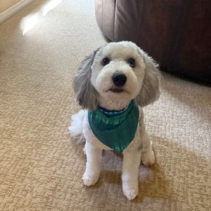 Meet your Posher, Todd